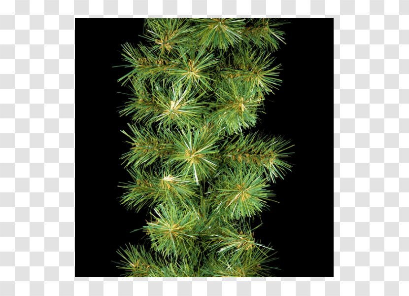 Garland Spruce Conifers Fir Evergreen - Plant Transparent PNG