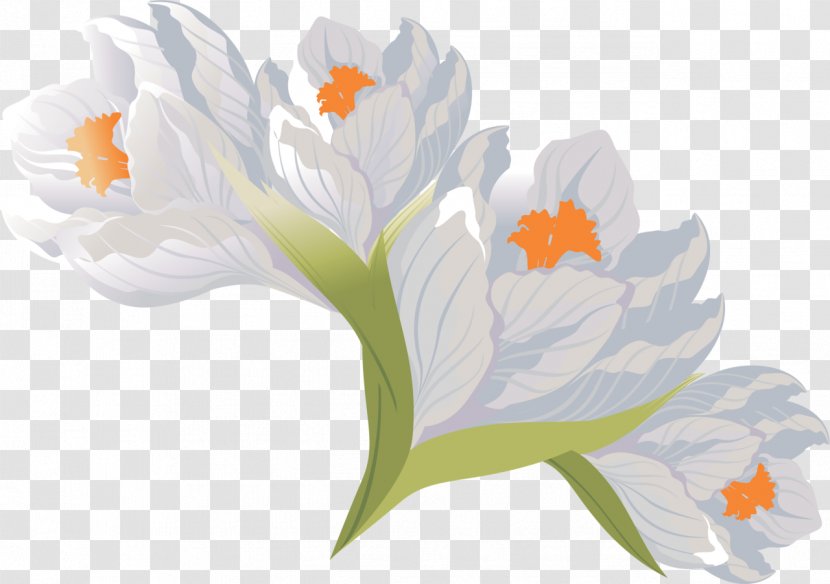 Flower Crocus PhotoScape - Plant Transparent PNG