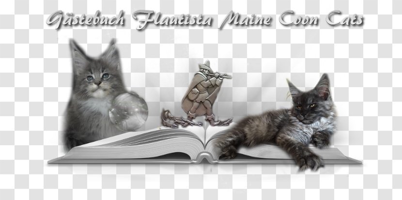 Whiskers Maine Coon Kitten Raccoon - Organism Transparent PNG