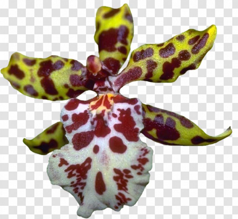 Moth Orchids Blog Clip Art - Orchid Transparent PNG