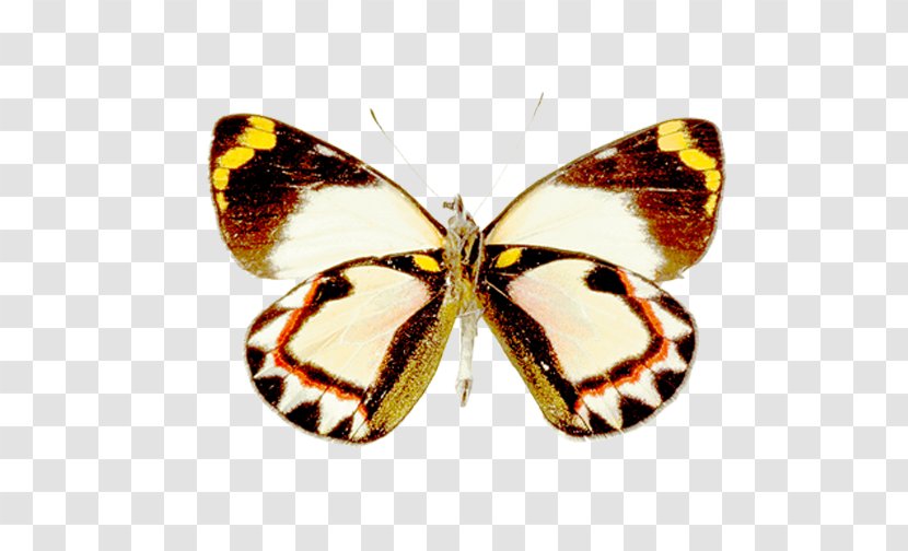 Butterfly Pieridae Moth Clip Art - Brush Footed Transparent PNG
