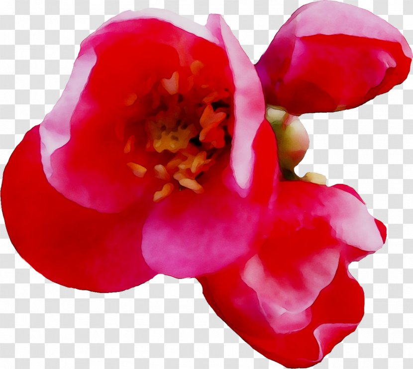 Japanese Camellia Annual Plant Herbaceous Plants - Red - Flowering Transparent PNG