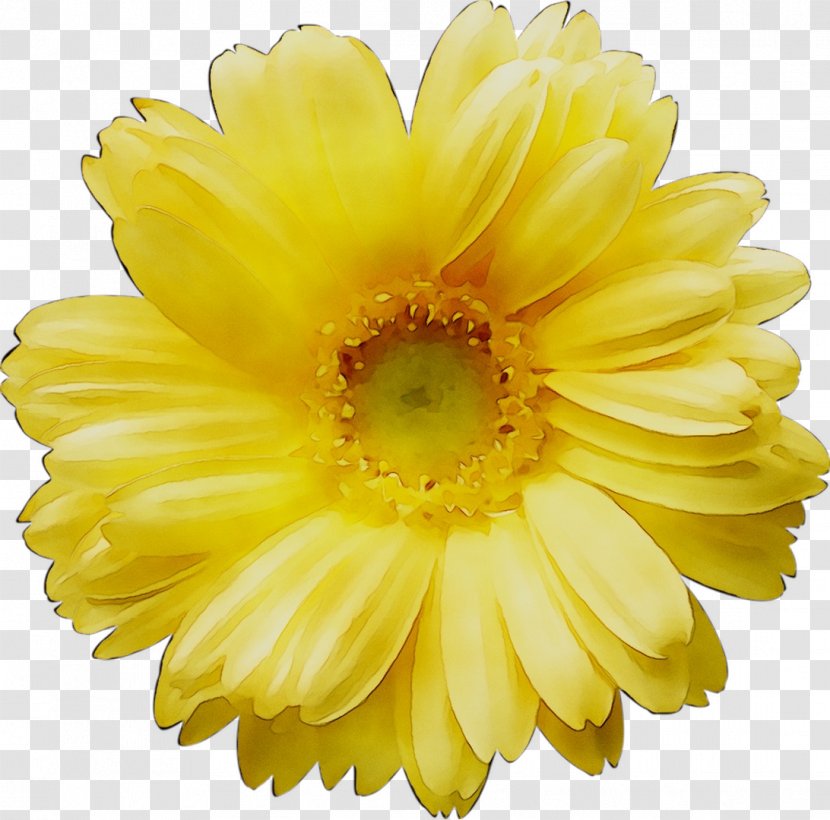Clip Art Vector Graphics Image Common Daisy - Cut Flowers - Chrysanths Transparent PNG
