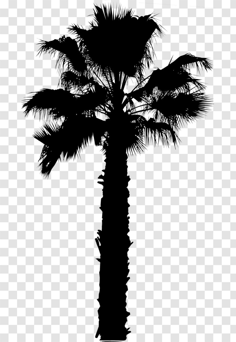 Asian Palmyra Palm Trees Image - Fan Palms Transparent PNG
