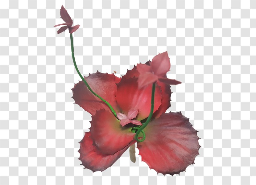 Hibiscus Petal Family Plant Stem P!nk - Echeveria Transparent PNG