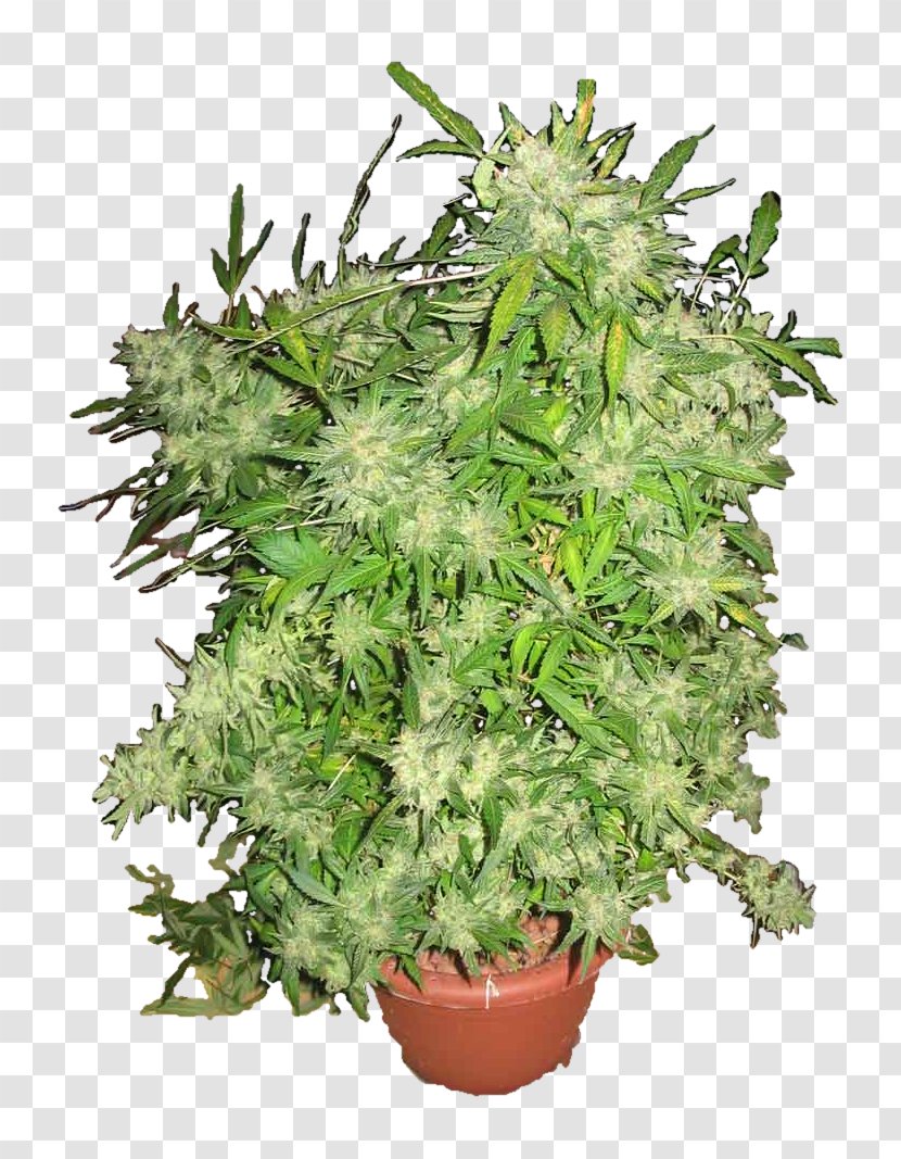 Tree Flowerpot Cannabis Houseplant Evergreen - Pot Plant Transparent PNG