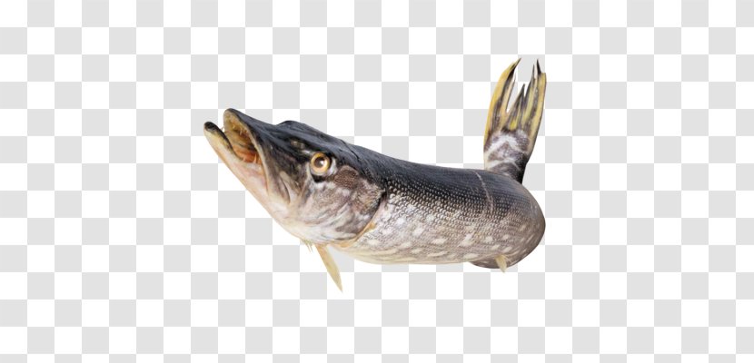Fish - Animal Source Foods - Cod Transparent PNG