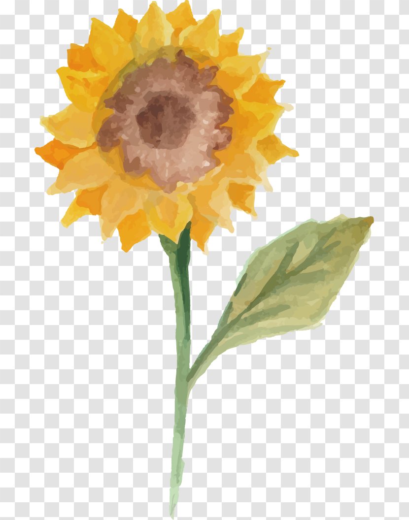 Common Sunflower Watercolor Painting Illustration - Scalable Vector Graphics - Painted Sunflowers Transparent PNG