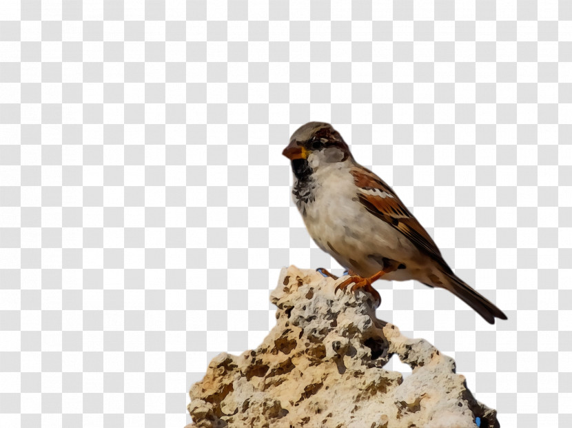 Bird Beak Sparrow House Sparrow Finch Transparent PNG