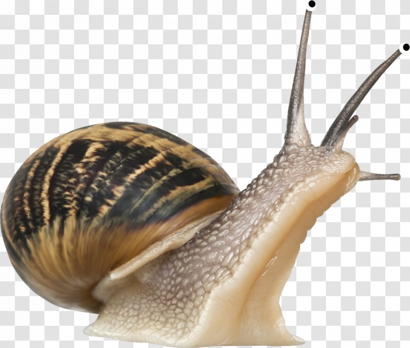Snail Slime Gastropods - Invertebrate - Snails Transparent PNG
