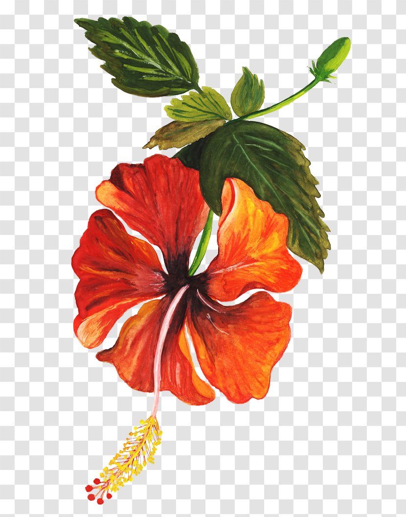 Shoeblackplant Flower Drawings - Mallow Family Transparent PNG