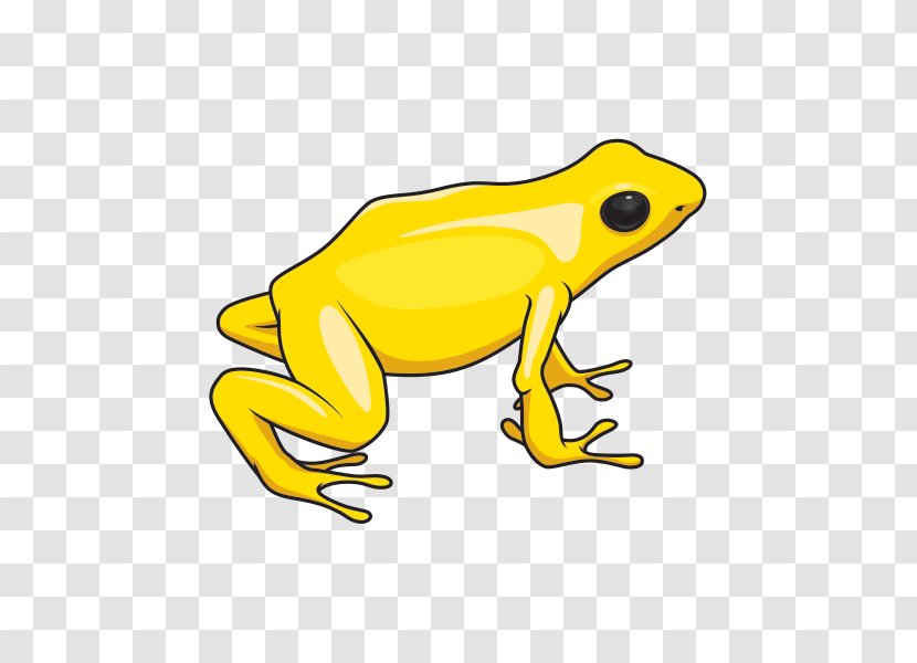 Toad True Frog Tree Cartoon - Hyla - Golden Poison Agalychnis Transparent PNG