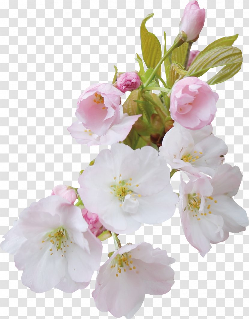 Flower Blossom Clip Art - Apples - Cherry Transparent PNG