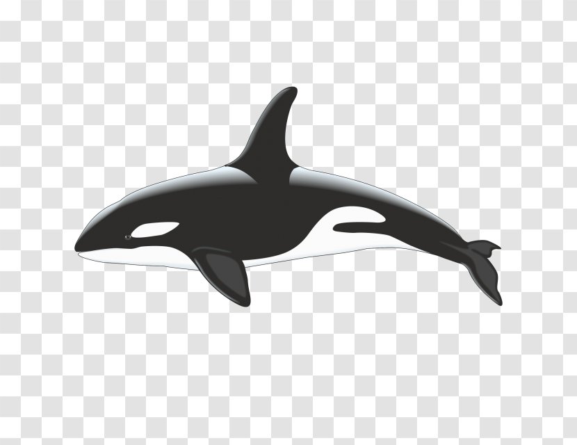 Killer Whale Cetacea Stock Photography - Whales Dolphins And Porpoises - Dolphin Transparent PNG