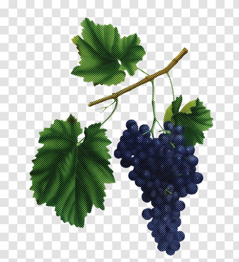 Grape Grape Leaves Grapevines Common Grape Vine Leaf Transparent PNG