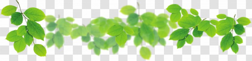 Leaf Download Green - Plant Stem - Leaves Decorated Transparent PNG