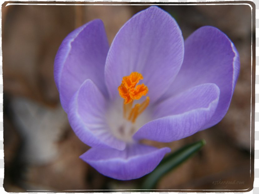 Flowering Plant Violet Purple Lilac Crocus - Closeup Transparent PNG