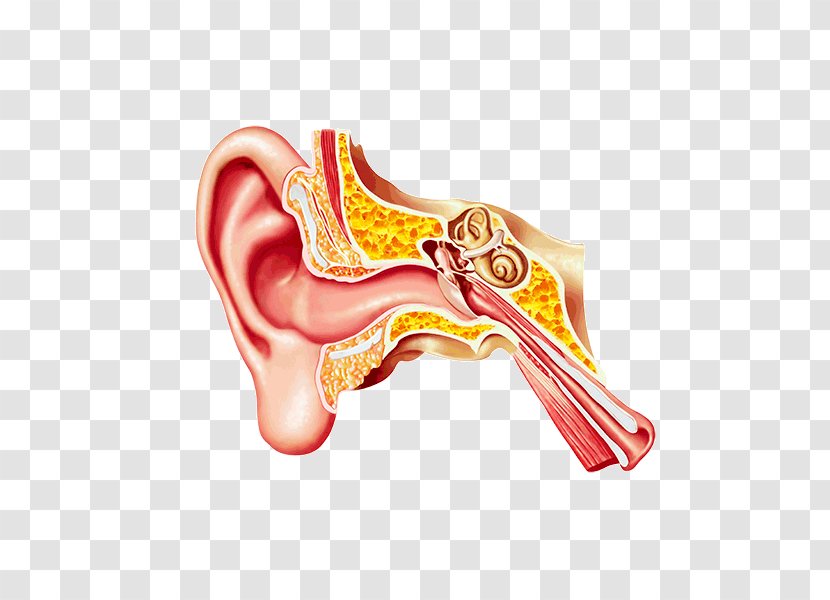 Middle Ear Eardrum Canal Earwax - Frame Transparent PNG