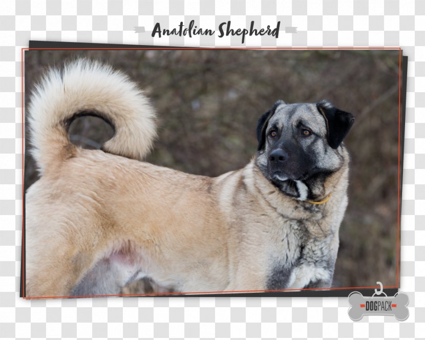 Dog Breed Anatolian Shepherd Caucasian Newfoundland German - Snout - Mast Cell Tumors In Dogs Transparent PNG