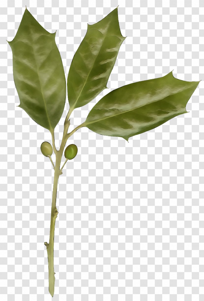 Leaf Plant Flower Tree Stem - Bay Laurel Transparent PNG