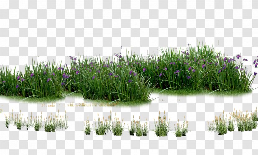 Landscaping Computer File - Tree - Plants Flowers Grass Transparent PNG