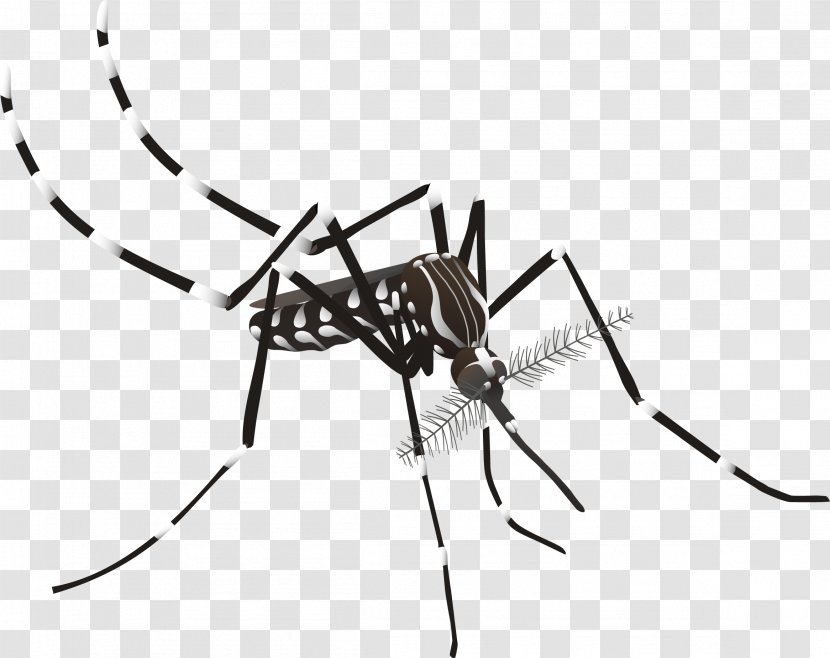 Aedes Albopictus Yellow Fever Mosquito Dengue Zika Virus Transparent PNG