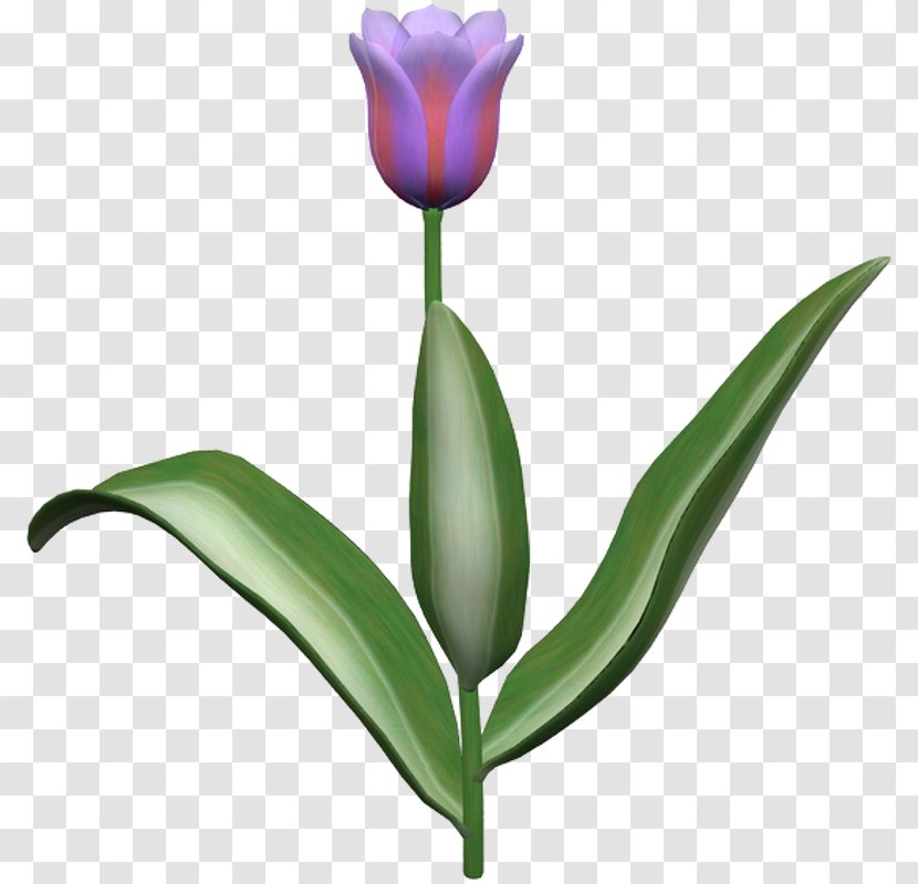 Tulip Cut Flowers Plant Stem Petal - 1111 - Tulips Memorial Day Garden Transparent PNG