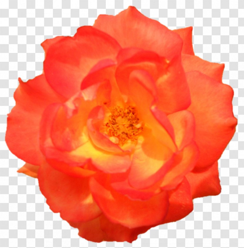 Garden Roses Cabbage Rose Floribunda Chinese Cuisine Cut Flowers - Peach - Peony Transparent PNG