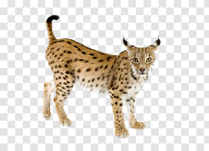 Eurasian Lynx Bobcat Iberian Felidae Canada Transparent PNG