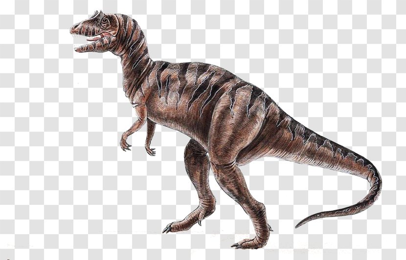 Velociraptor Dinosaur Tyrannosaurus Animal 恐龍化石 - Scientist - Dinosaurs Transparent PNG