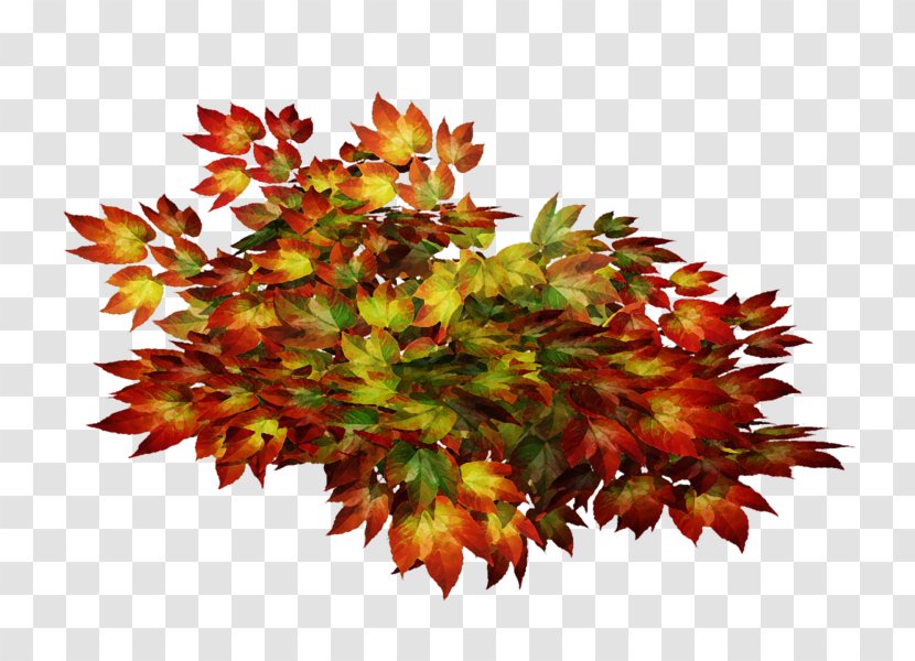 Fall Borders - Flower - Black Maple Perennial Plant Transparent PNG