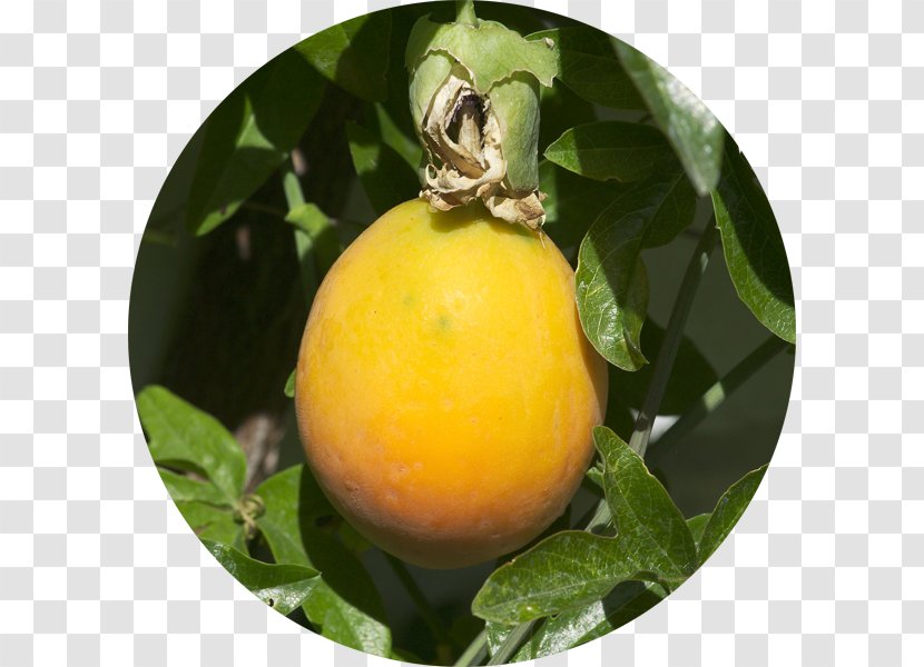 Passion Flower Meyer Lemon Rangpur Tangelo - Food Transparent PNG