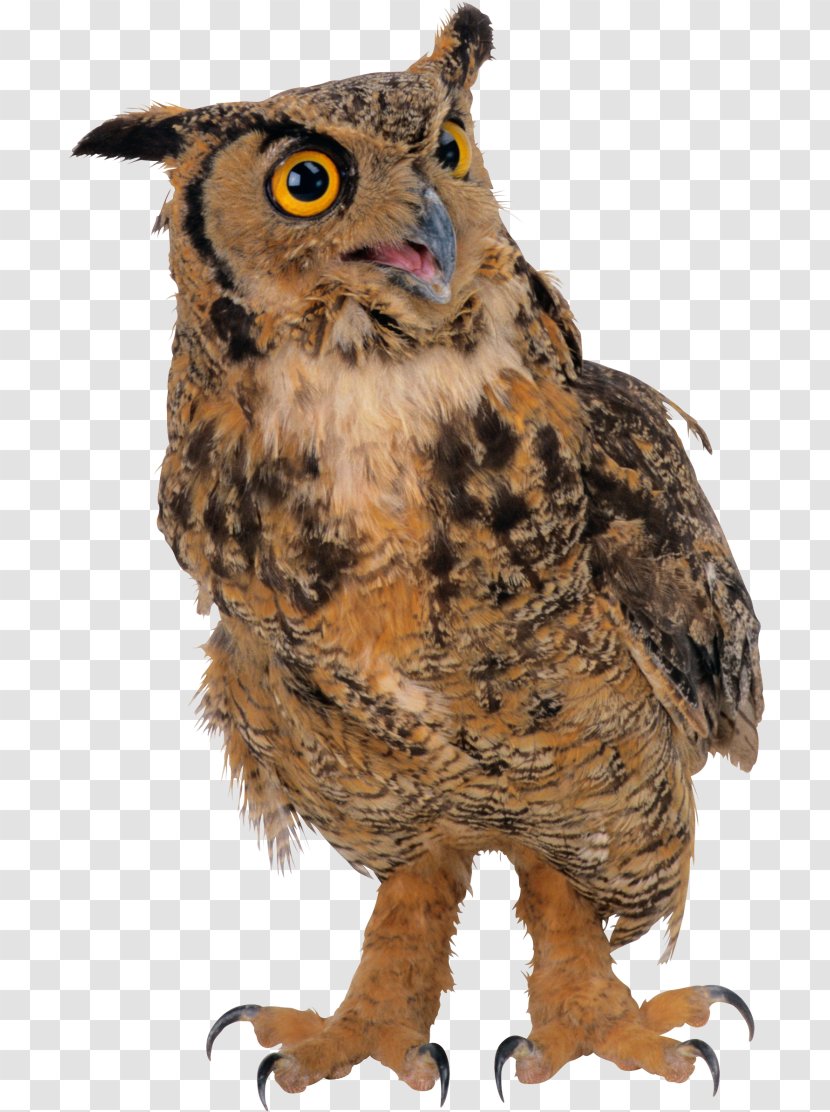 Owl Clip Art Bird Image - Fauna Transparent PNG