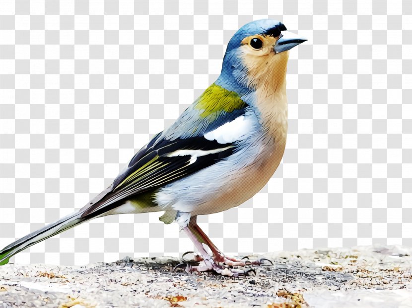 Bird Beak Songbird Finch Brambling - Old World Flycatcher - Lazuli Bunting Transparent PNG