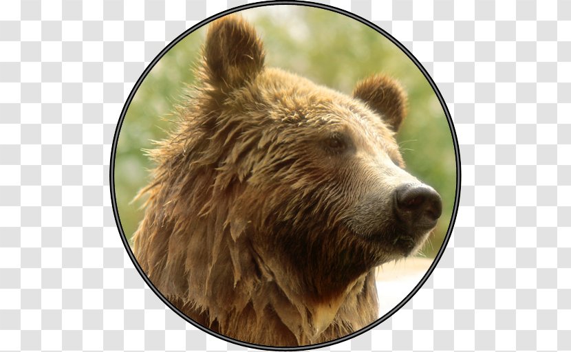 Grizzly Bear Wildlife Alaska Peninsula Brown Terrestrial Animal - Roar Transparent PNG
