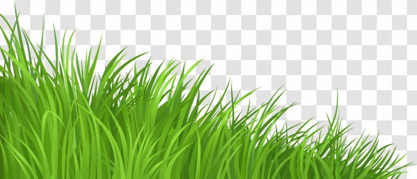 Lawn Clip Art - Plant - Grass Transparent PNG
