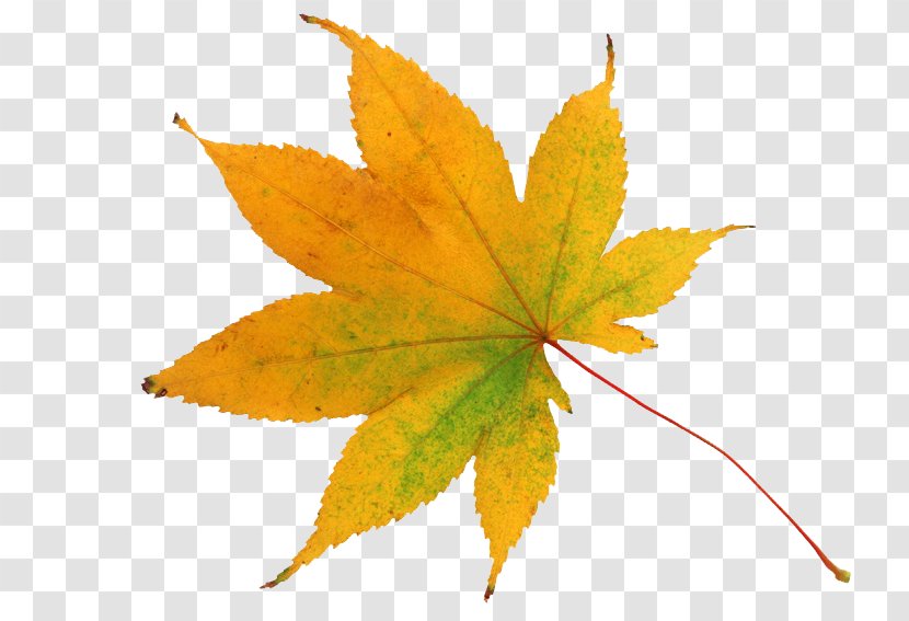 Autumn Leaf Color Image Yellow Clip Art Transparent PNG