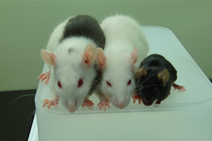 Mouse Laboratory Rat Black Chimera Pancreas - Frame - & Transparent PNG