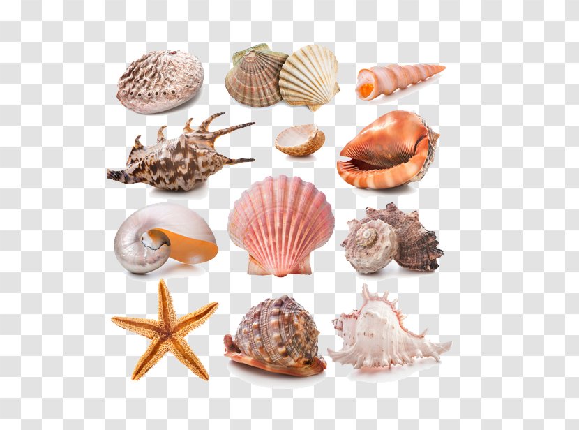 Seashell Stock Photography Conch - Sea Snail - Summer,conch,cool Transparent PNG
