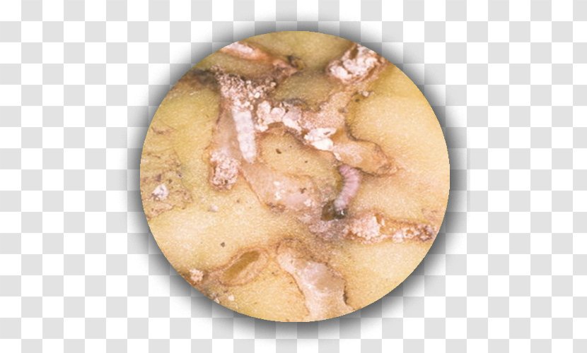 Potato Phthorimaea Operculella Apple Tuber Ravageurs De La Pomme Terre - Food Transparent PNG