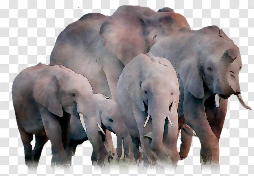 Indian Elephant African Terrestrial Animal Fauna - Vertebrate Transparent PNG