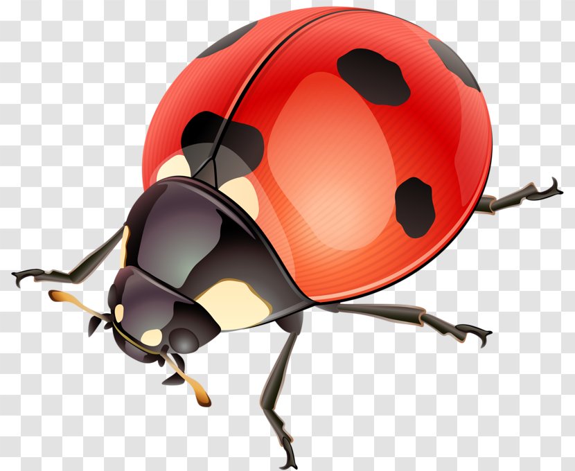 Ladybird Beetle Illustration - Antenna - Lovely Transparent PNG