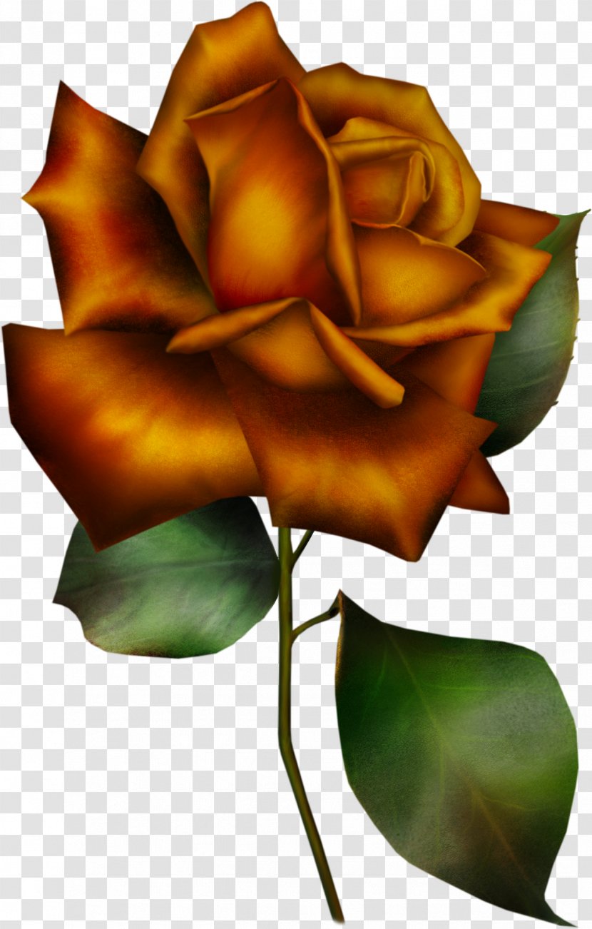 Clip Art Garden Roses Flower - Rose Order Transparent PNG