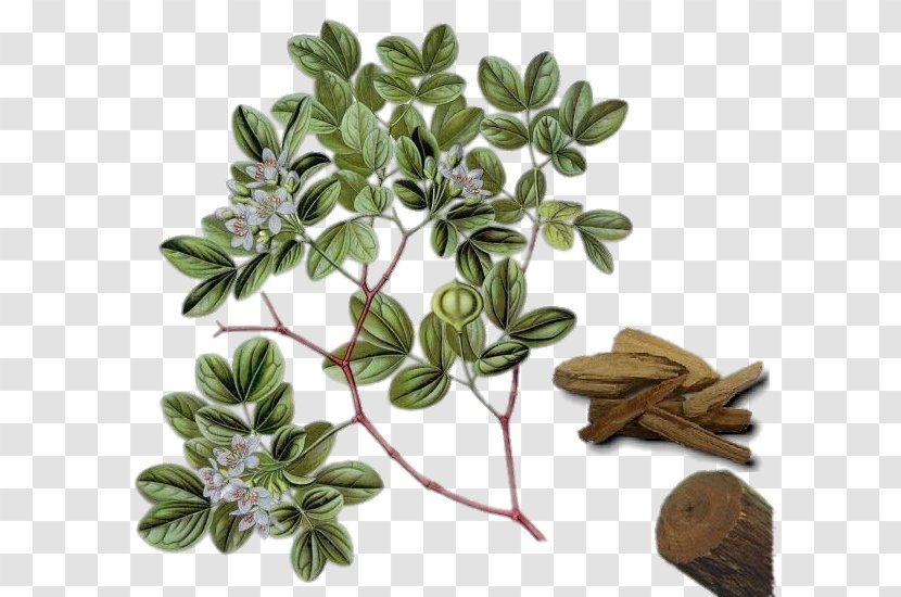 Guaiacum Officinale Sanctum Lignum Vitae Officinalis Tree - Family Zygophyllaceae Transparent PNG