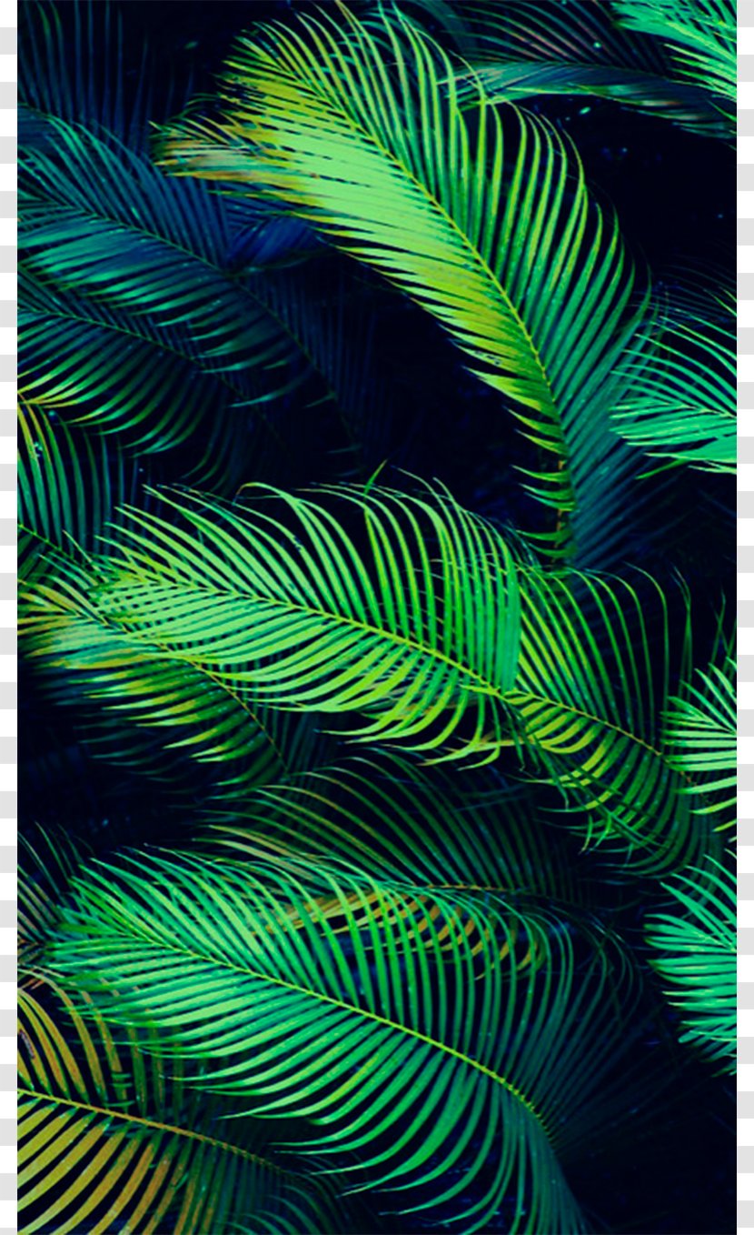 Arecaceae Leaf Palm Branch Tropics Wallpaper - Green - Banana Leaves Transparent PNG