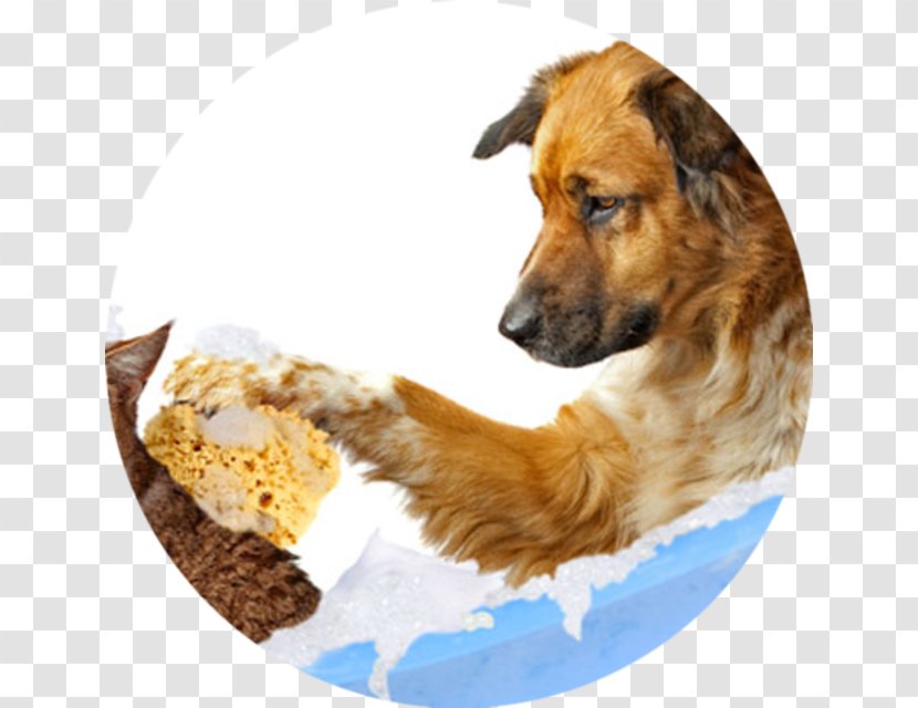 Cat Bernese Mountain Dog Golden Retriever Puppy Grooming - Coat Transparent PNG