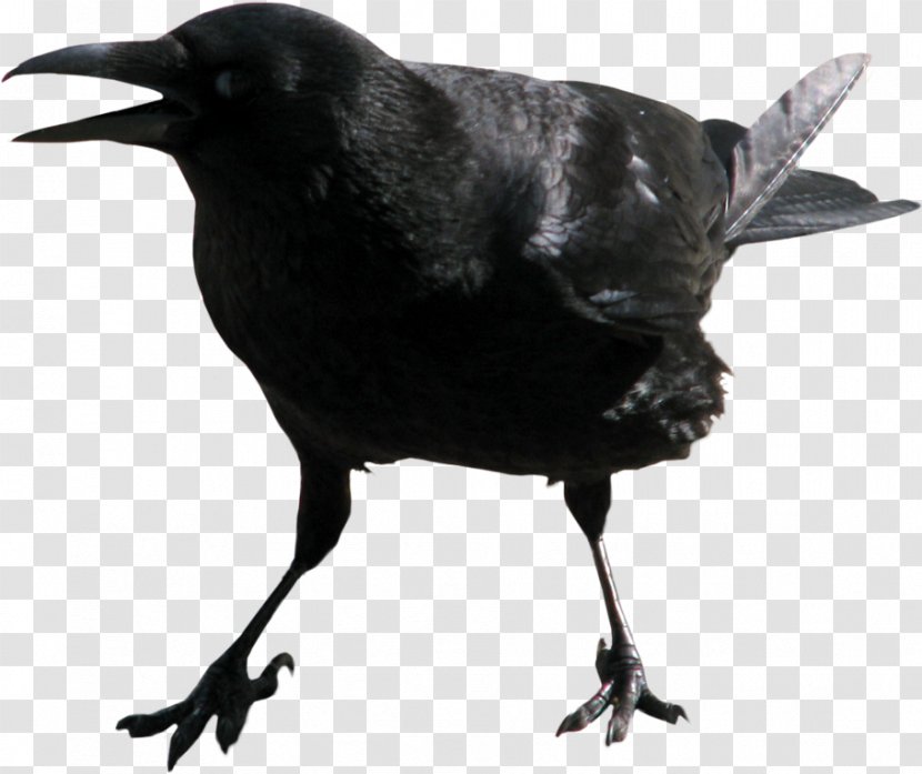 black crow brawl stars