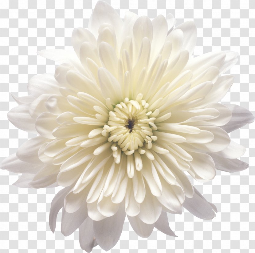 Chrysanthemum Xd7grandiflorum Flower White Clip Art - Gerbera - Cartoon Creative Decorative Floral Flowers Transparent PNG