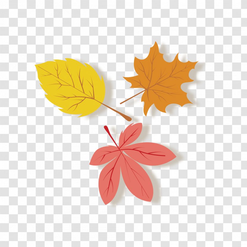 Leaf Autumn - Plant - Beautiful Leaves Transparent PNG