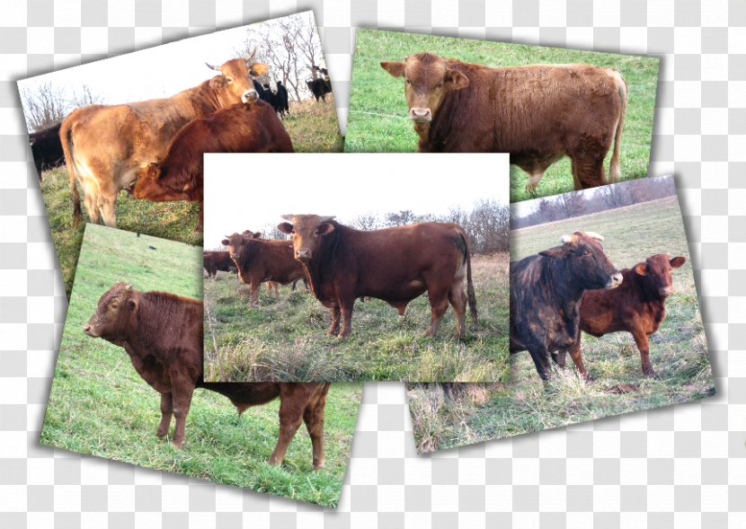 Beefmaster American Cattle Bull Ox Breed - Productivity Transparent PNG